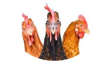 Poultry raised with HFC feed