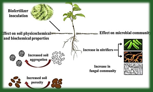 How Organic Fertilizer Is Transforming Rwandan Soils