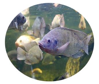 Fish farming supported by HFC